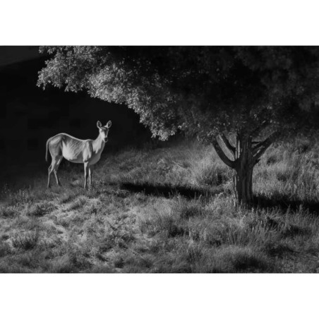 REOLINK CAMERA G450 AVEC PANNEAU SOLAIRE